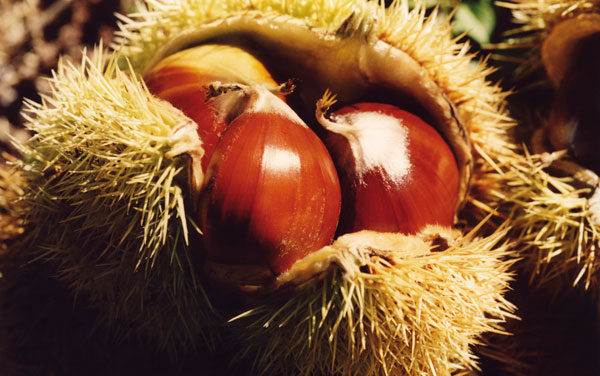 La castaña se ha revalorizado