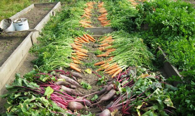 El huerto como terapia