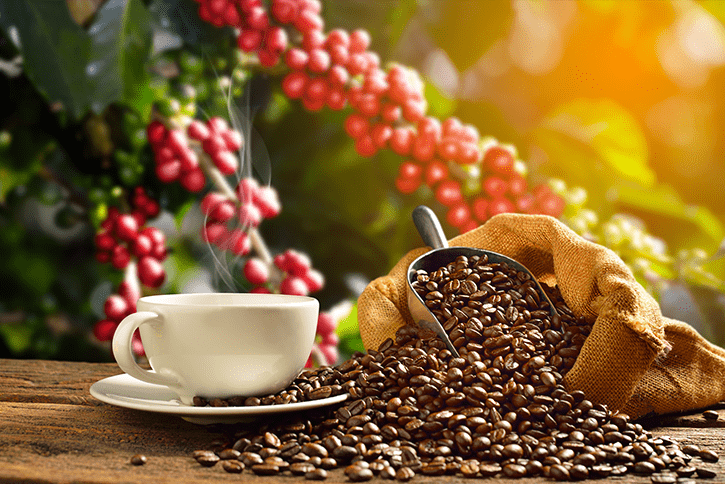 El café, la estrella del comercio justo