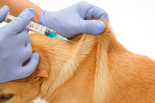 Los veterinarios: los profesionales más desaprovechados de la pandemia