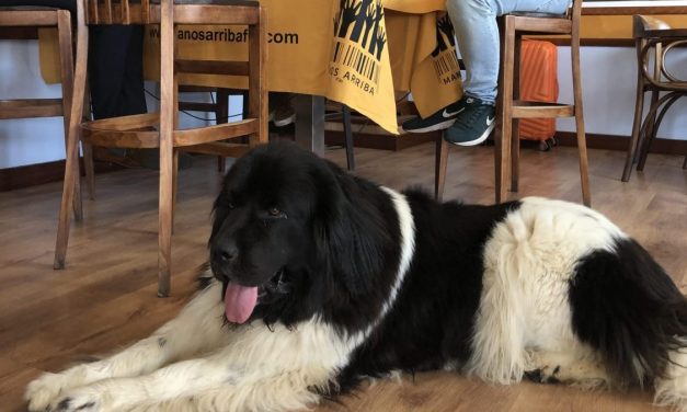 Perros, los amigos que no abandonan