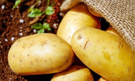 Más del 60% de la producción de patata en la provincia de León procede de Riego de la Vega