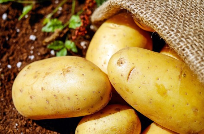 Más del 60% de la producción de patata en la provincia de León procede de Riego de la Vega