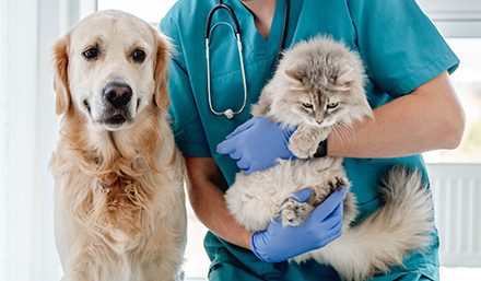El seguro de mascotas ha evolucionado con coberturas sanitarias asombrosas